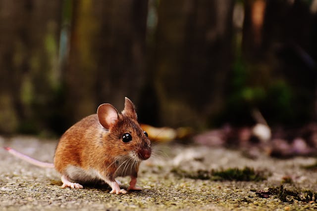 small brown mouse